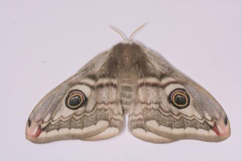 Réf. 340 464 : Saturnia pavonia